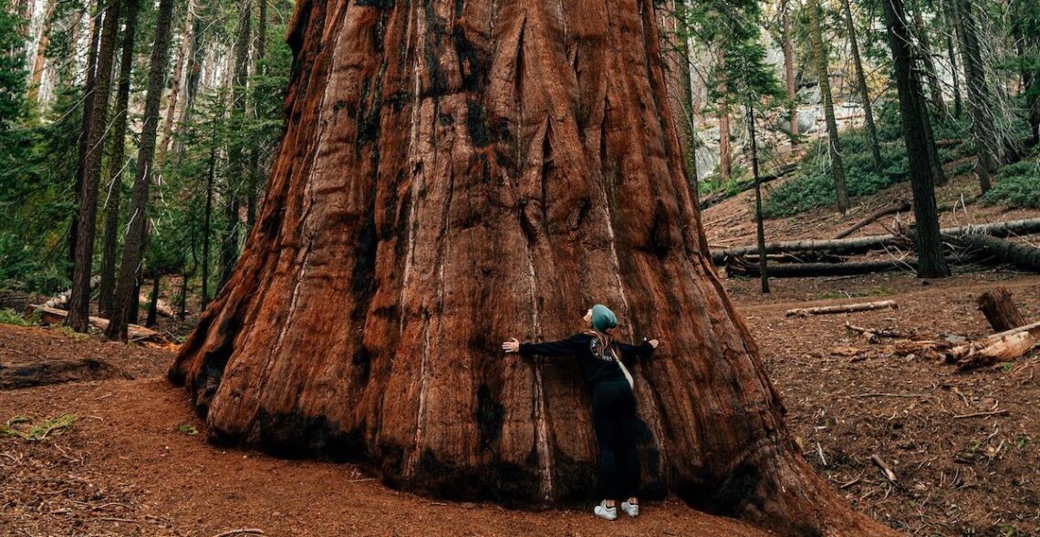 Redwoods Vs Sequoia Which National Park Should You Visit