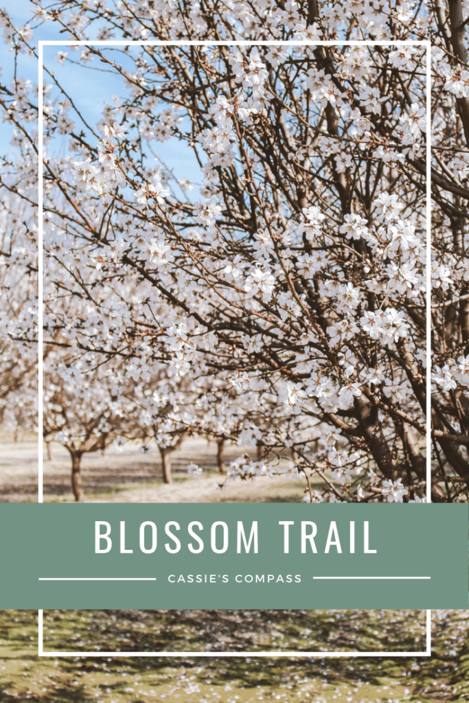 Pinterest Image of A Complete Guide to the Fresno Blossom Trail in California.