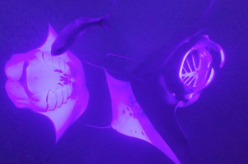 manta night snorkel kona
