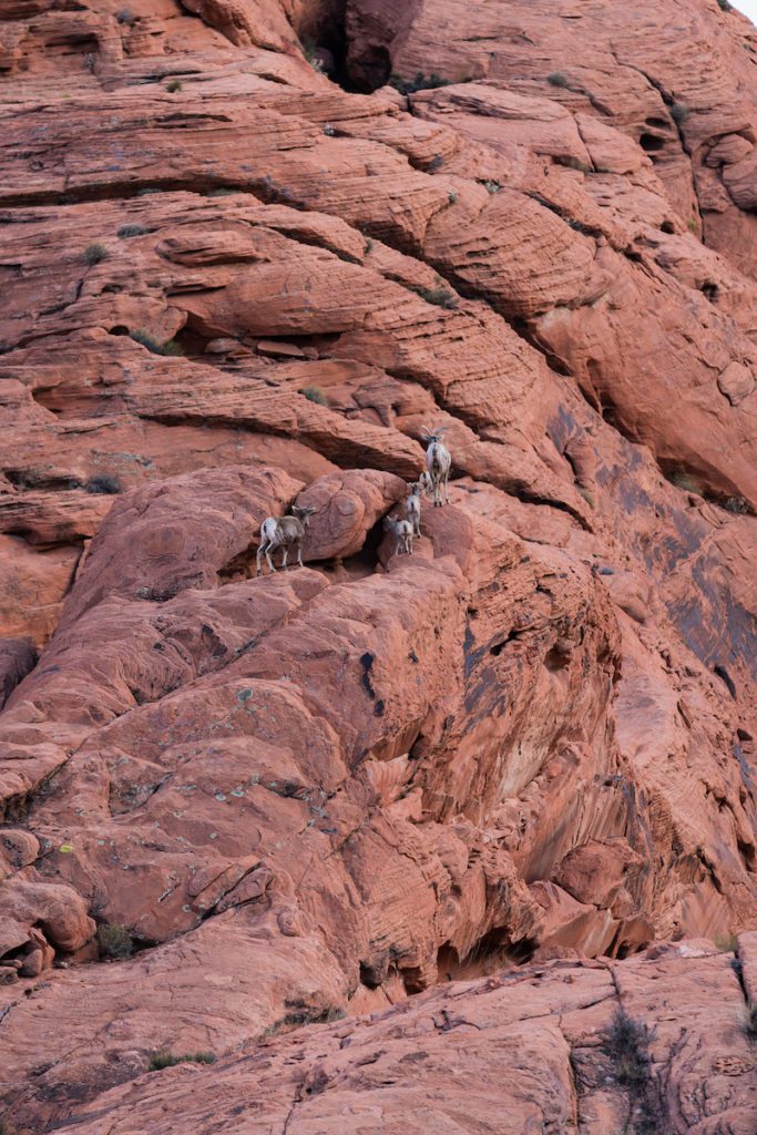 baby bighorn sheep