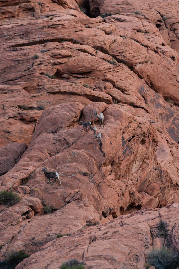 valley of fire wildlife