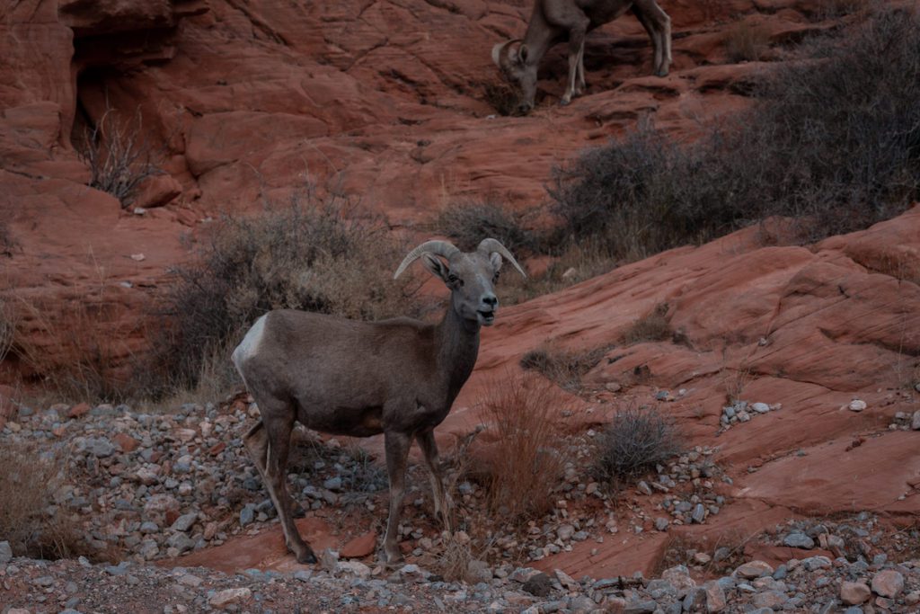 bighorn sheep