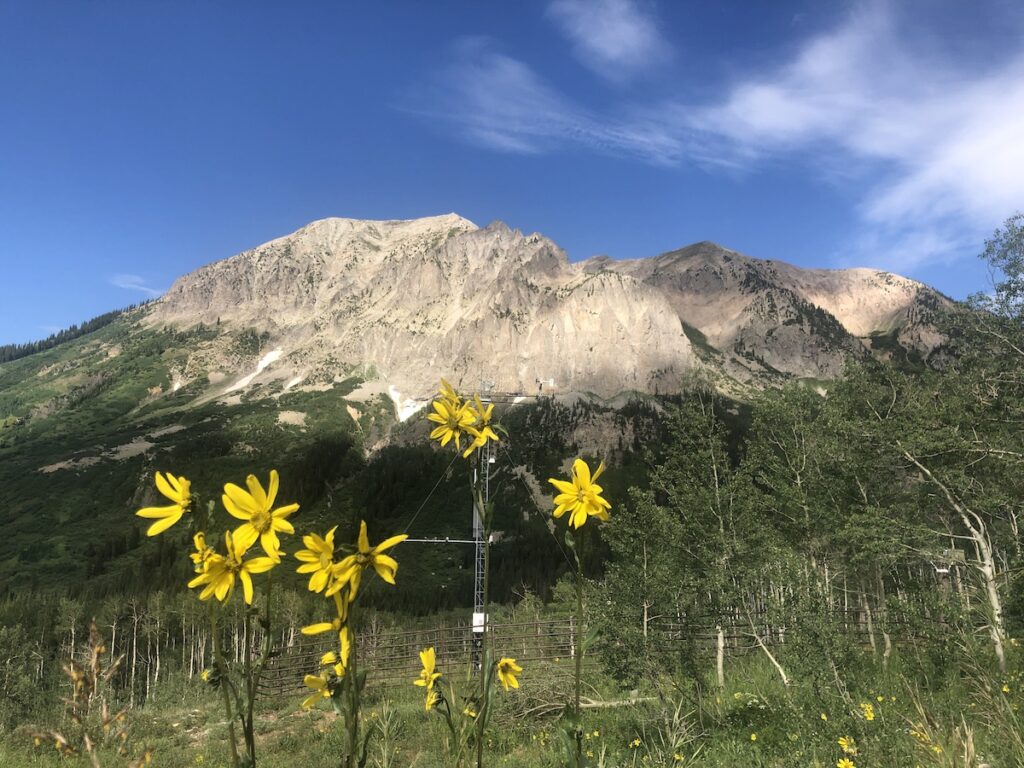 daffodils in front of gothic mountain in crested butte colorado