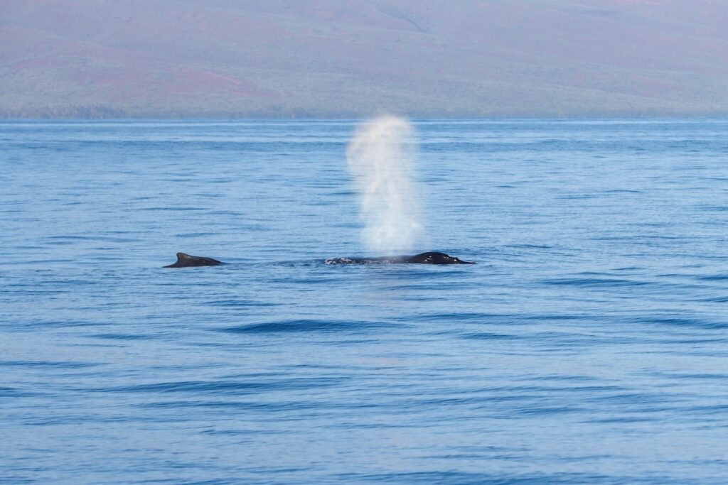hump of a whale spouting water in the ocean