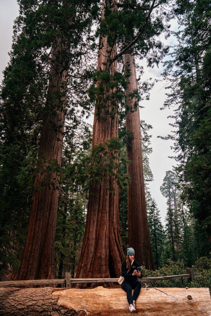 girl sitting on a sequoia log 